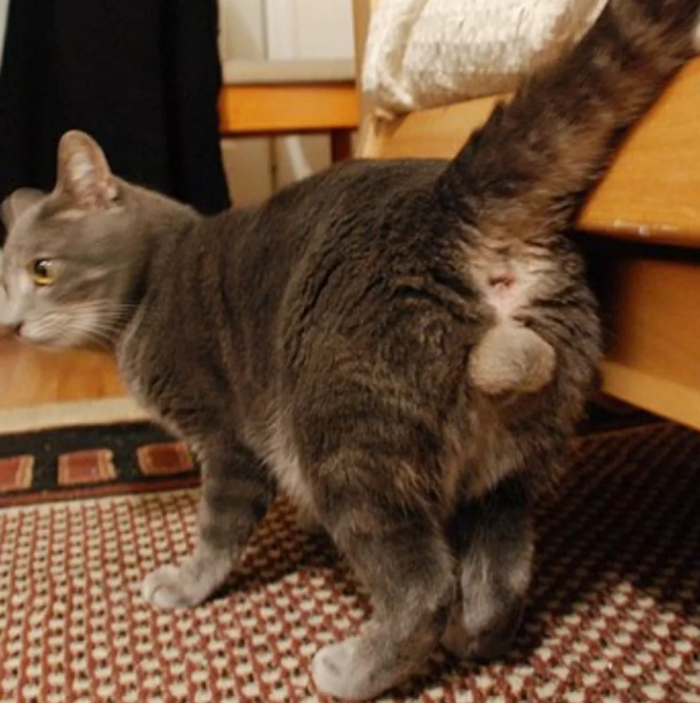 PLEASE Donate to Save the Cats